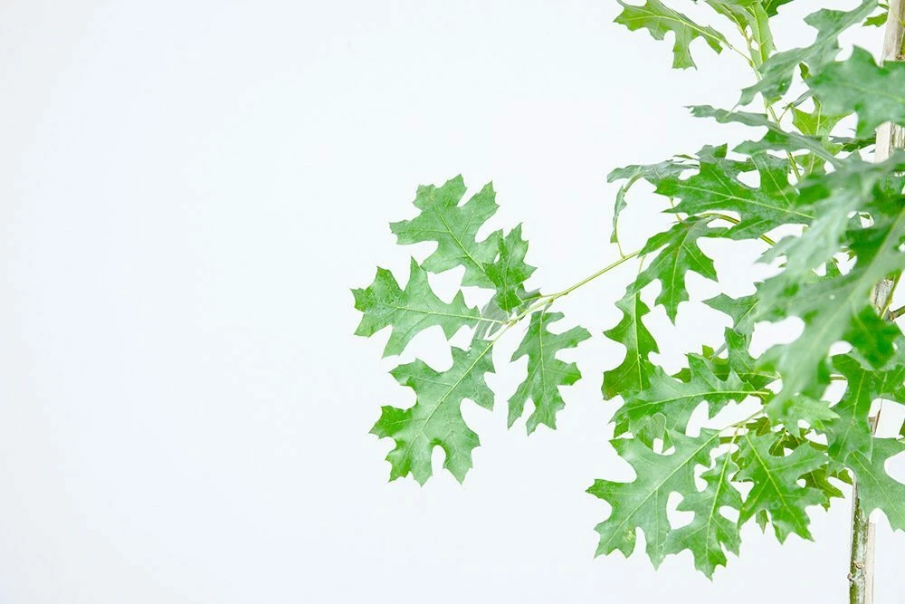 Perfect Plants Nuttall Oak Tree 2 Perfect Plants Nuttall Oak Tree