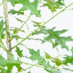 Perfect Plants Nuttall Oak Tree 9 Perfect Plants Nuttall Oak Tree