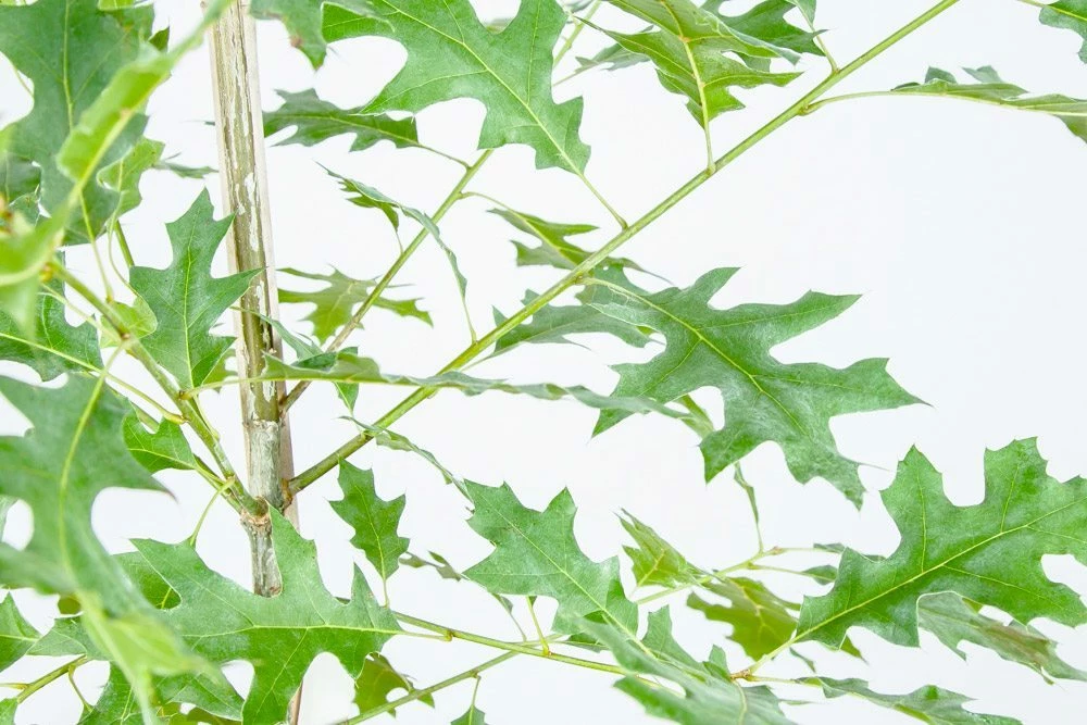 Perfect Plants Nuttall Oak Tree 3 Perfect Plants Nuttall Oak Tree