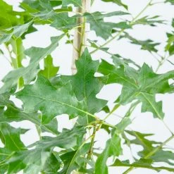 Perfect Plants Nuttall Oak Tree 10 Perfect Plants Nuttall Oak Tree