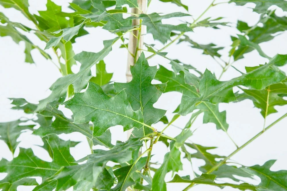 Perfect Plants Nuttall Oak Tree 4 Perfect Plants Nuttall Oak Tree