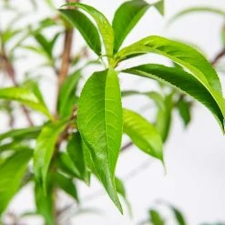 Perfect Plants Peach Trees O’ Henry Peach Tree