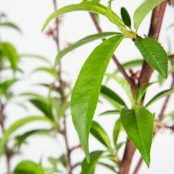 Perfect Plants Peach Trees O’ Henry Peach Tree