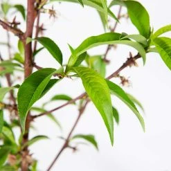 Perfect Plants Peach Trees O’ Henry Peach Tree