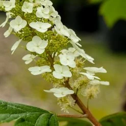 Perfect Plants Oakleaf Hydrangea Shrub