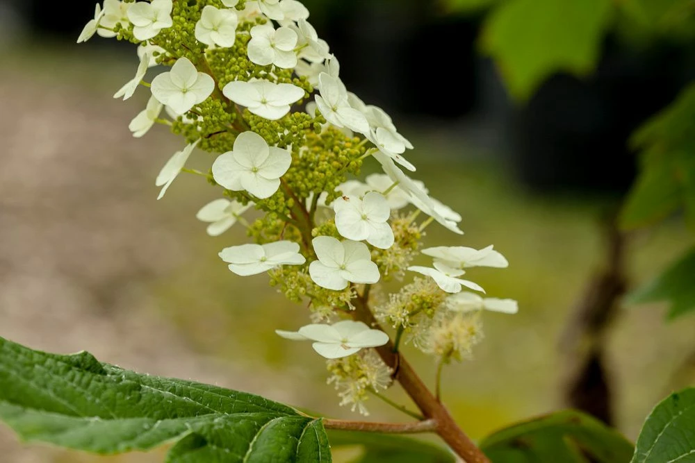 Perfect Plants Oakleaf Hydrangea Shrub 2 Perfect Plants Oakleaf Hydrangea Shrub