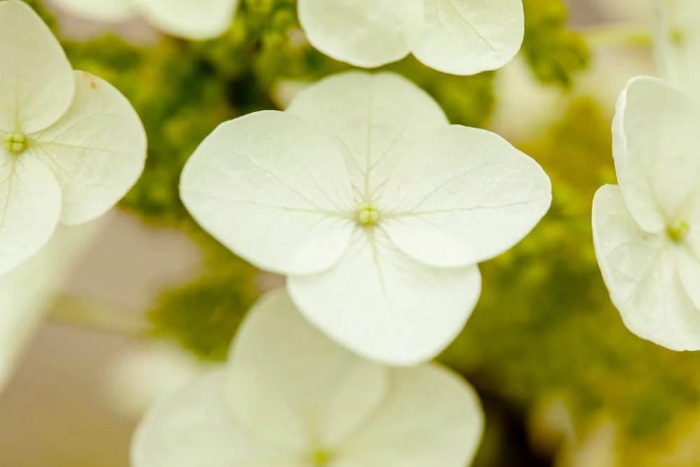 Perfect Plants Oakleaf Hydrangea Shrub 3 Perfect Plants Oakleaf Hydrangea Shrub