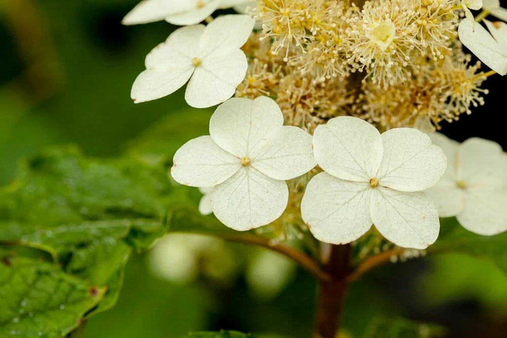 Perfect Plants Oakleaf Hydrangea Shrub 4 Perfect Plants Oakleaf Hydrangea Shrub