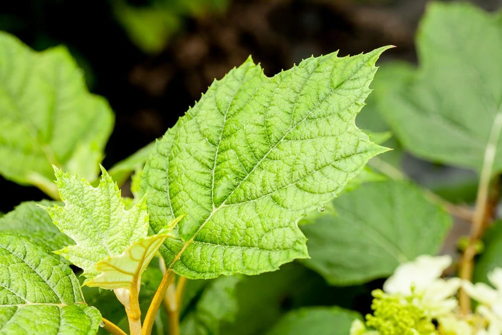 Perfect Plants Oakleaf Hydrangea Shrub 5 Perfect Plants Oakleaf Hydrangea Shrub