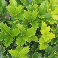 Perfect Plants Oak Leaf™ Holly