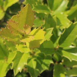 Perfect Plants Oak Leaf™ Holly