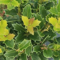 Perfect Plants Oak Leaf™ Holly