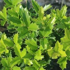 Perfect Plants Oak Leaf™ Holly