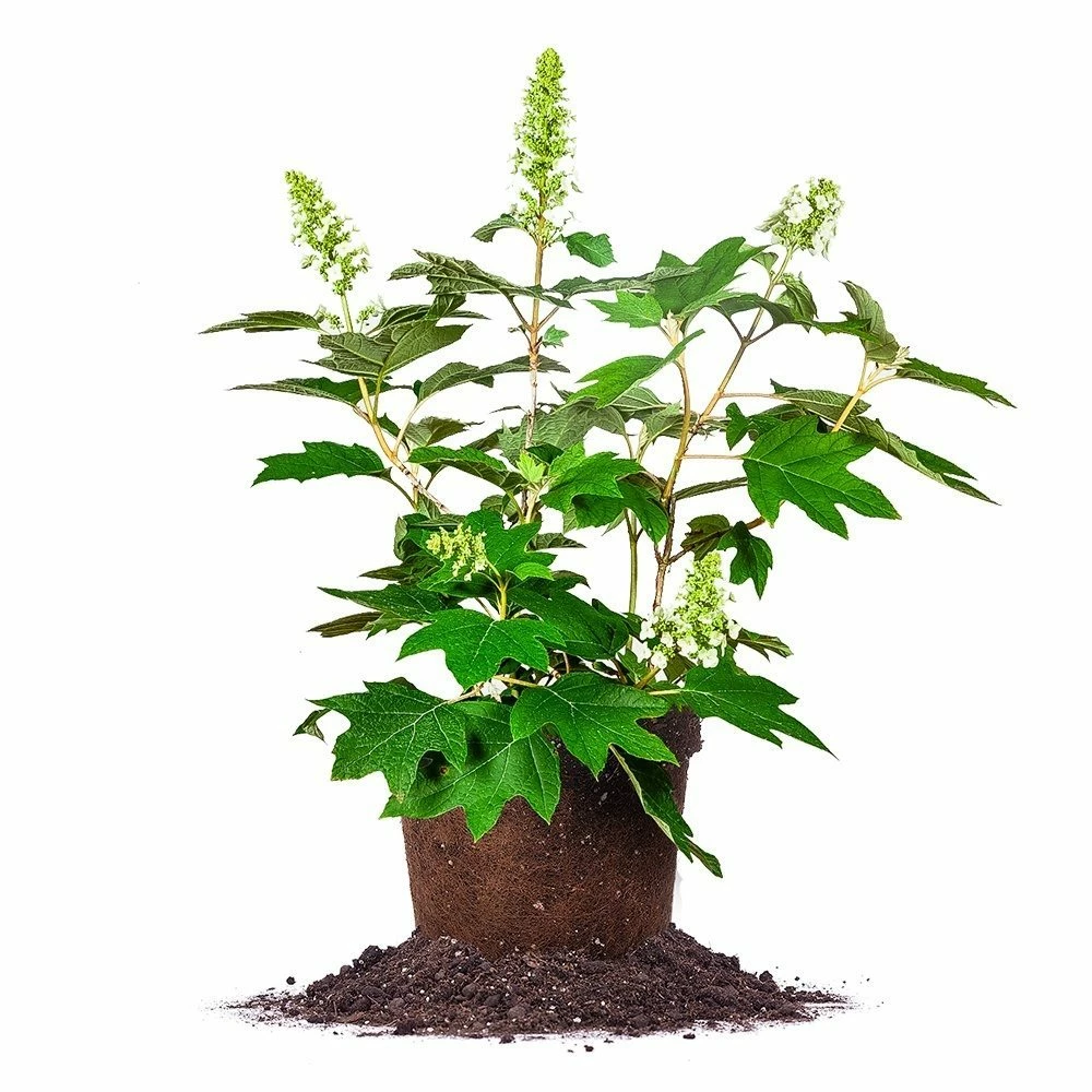 Perfect Plants Oakleaf Hydrangea Shrub 1 Perfect Plants Oakleaf Hydrangea Shrub