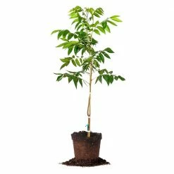 Perfect Plants Sales Shop 46 Perfect Plants Oconee Pecan Tree | Type 1 Pollinator