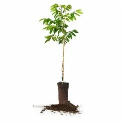 Perfect Plants Oconee Pecan Tree | Type 1 Pollinator