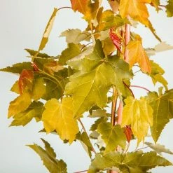 Perfect Plants October Glory Red Maple Tree 9 Perfect Plants October Glory Red Maple Tree