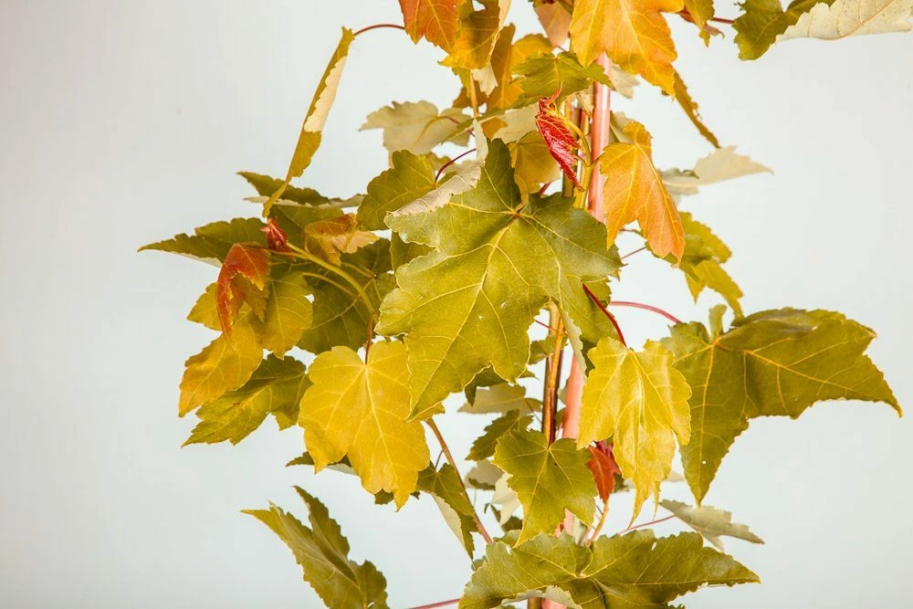 Perfect Plants October Glory Red Maple Tree 4 Perfect Plants October Glory Red Maple Tree