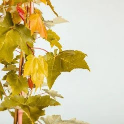 Perfect Plants October Glory Red Maple Tree 10 Perfect Plants October Glory Red Maple Tree