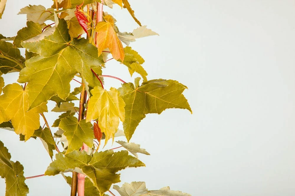 Perfect Plants October Glory Red Maple Tree 5 Perfect Plants October Glory Red Maple Tree