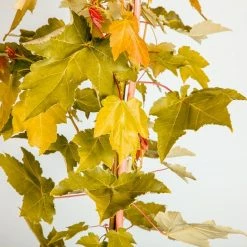 Perfect Plants October Glory Red Maple Tree 11 Perfect Plants October Glory Red Maple Tree