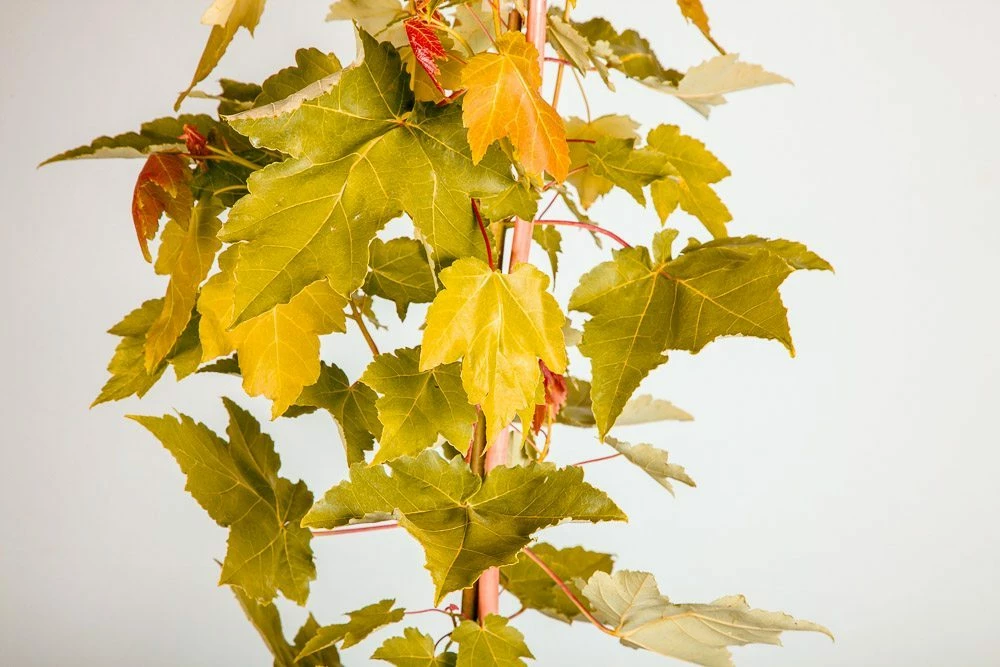 Perfect Plants October Glory Red Maple Tree 6 Perfect Plants October Glory Red Maple Tree