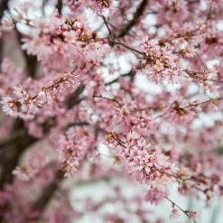 Perfect Plants Okame Cherry Tree