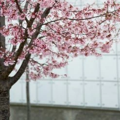 Perfect Plants Okame Cherry Tree