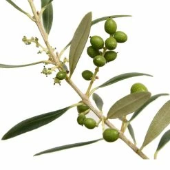 Perfect Plants Arbequina Olive Tree