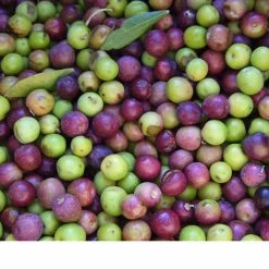 Perfect Plants Arbequina Olive Tree