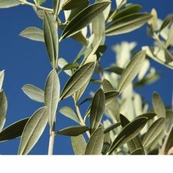 Perfect Plants Arbequina Olive Tree
