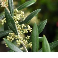 Perfect Plants Arbequina Olive Tree