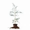 Perfect Plants All Trees Eucalyptus Neglecta Omeo Gum Tree