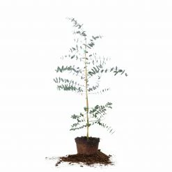 Perfect Plants All Trees Eucalyptus Neglecta Omeo Gum Tree