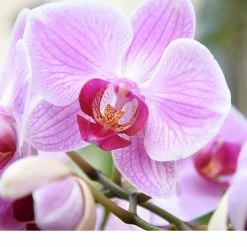 Perfect Plants Organic Orchid Potting Mix |View All