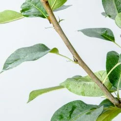 Perfect Plants Orient Pear Tree