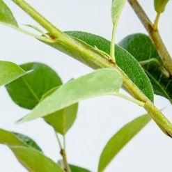 Perfect Plants Orient Pear Tree