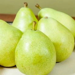 Perfect Plants Orient Pear Tree