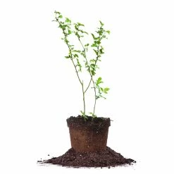 Perfect Plants Osage Blackberry Bush