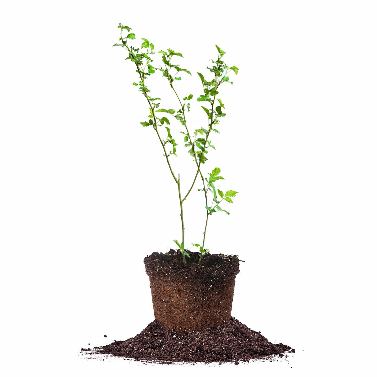 Perfect Plants Osage Blackberry Bush 2 Perfect Plants Osage Blackberry Bush