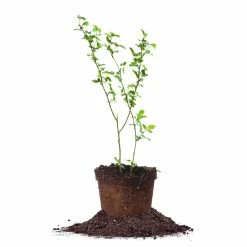 Perfect Plants Apache Blackberry Bush