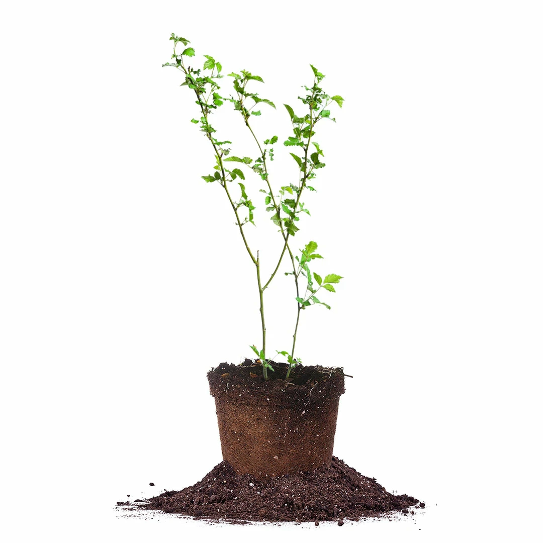 Perfect Plants Apache Blackberry Bush 1 Perfect Plants Apache Blackberry Bush