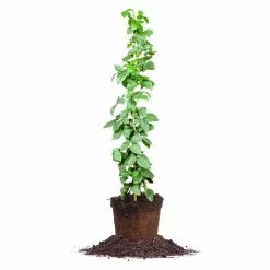 Perfect Plants Ouachita Blackberry Bush