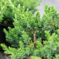 Perfect Plants Deer Resistant Shrubs Blue Pacific Juniper Shrub