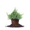 Perfect Plants Deer Resistant Shrubs Blue Pacific Juniper Shrub