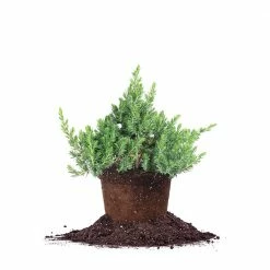 Perfect Plants Deer Resistant Shrubs Blue Pacific Juniper Shrub