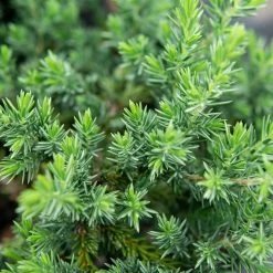 Perfect Plants Deer Resistant Shrubs Blue Pacific Juniper Shrub