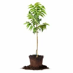 Perfect Plants Sales Shop 43 Perfect Plants Pawnee Pecan Tree | Type 1 Pollinator Pecan Trees