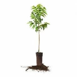 Perfect Plants Pawnee Pecan Tree | Type 1 Pollinator Pecan Trees
