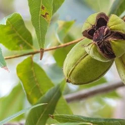 Perfect Plants Pawnee Pecan Tree | Type 1 Pollinator Pecan Trees